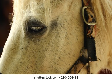 Pony Trekking Through The Scottish Highlands