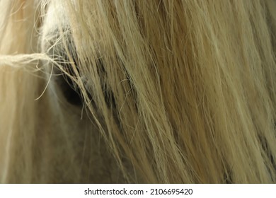 Pony Trekking Through The Scottish Highlands