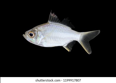 Ponyfish, Slipmouth, Slimy/Leiognathidae/Common Saltwater Fish Isolated On Black.