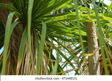 Ponytail Palm