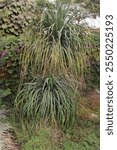 Ponytail palm, Beargrass, Nolina is a genus of tropical xerophytic flowering plants