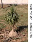 Ponytail palm, Beargrass, Nolina is a genus of tropical xerophytic flowering plants