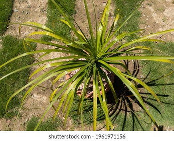 Ponytail palm, Beaucarnea recurvata or Elephant's foot top shot closeup