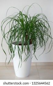 Ponytail Palm Houseplant In Elegant White Pot