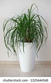 Ponytail Palm Houseplant In Elegant White Pot