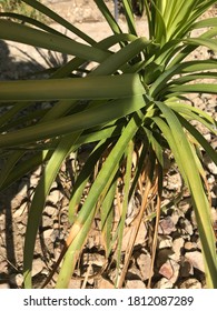 A Ponytail Palm Plant With Green Leaves 3888