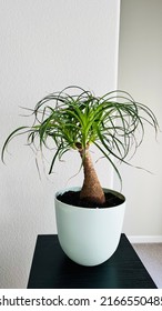 Ponytail Palm Tree Indoor Plant In A Pot