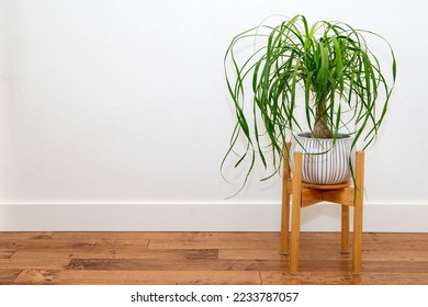 Ponytail Palm in a white ceramic pot against the white wall