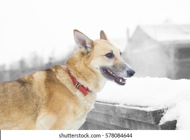 pooch