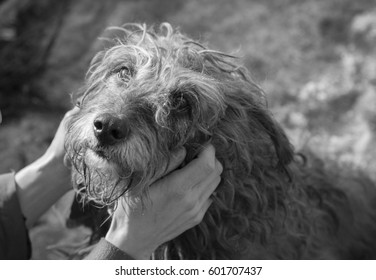 pooch
