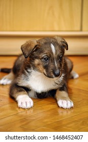 Pooch puppy on a wooden floor - Shutterstock ID 1468452407