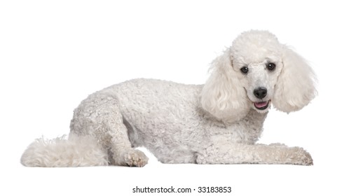 462 White poodle lying down Images, Stock Photos & Vectors | Shutterstock