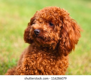 cavalier poodle