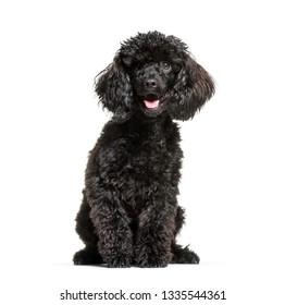 Black Poodle Wearing Leather Jacket Dress Stock Photo (Edit Now) 1034631961