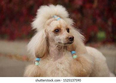 Apricot Poodle Images Stock Photos Vectors Shutterstock