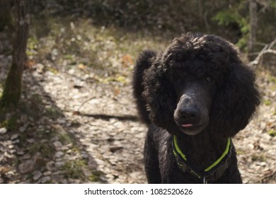 Poodle Being Silly