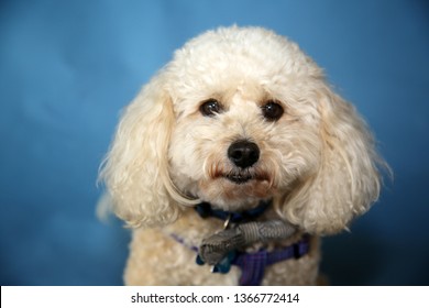 Bichon Frise Poodle Mix Images Stock Photos Vectors Shutterstock