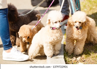 Poodle Black Poodle White Poodle Stock Photo 1379722901 | Shutterstock