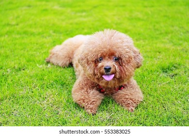 10,916 Red poodle Images, Stock Photos & Vectors | Shutterstock