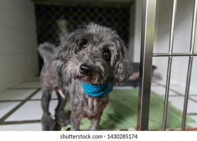 Poodle Dog Boarding In Pet Hotel
