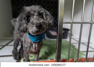 Poodle Dog Boarding In Pet Hotel
