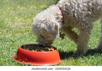 Poodle Dog Eating From A Pet Food Dish In The Park While Raising His Paw. Pet Concept. Pet Food Concept. Vet Concept.