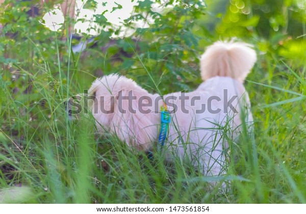 Poodle Dog Eats Grass Seed Dogs Stock Photo Edit Now 1473561854