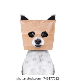 Poodle Dog  , Hiding Behind A Paper Bag On His Head, Isolated On White Background