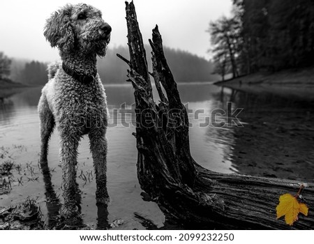 Similar – A white dog shakes water out of its fur at a lake.