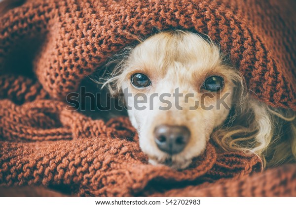 落書き犬が寝台の毛布の下に横になって眠り 昼寝をしている の写真素材 今すぐ編集