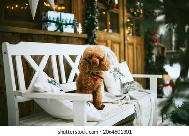 Poodle Dog Near Front Door Porch Of Village Countryside House With Swing Hammock Decorated For Christmas Winter Holidays, Christmas And New Year Vacation Concept