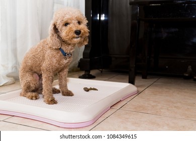Poodle dog next to indoor training toilet tray with poop faeces