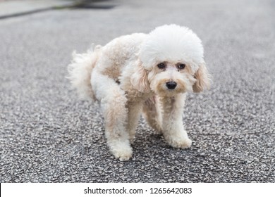 Poodle Dog Pooping Defecate On Middle Foto stock 1176441406 | Shutterstock