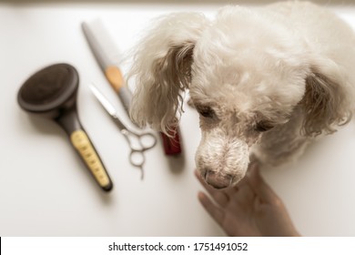 Poodle Dog Sadly Awaits Haircut. Groom Your Poodle At Home