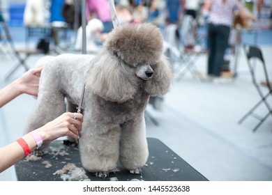 Poodle At The Dog Show, Grooming On The Table