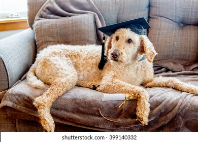 Poodle dog wearing graduation cap with diploma on a grey couch.