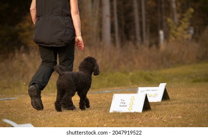 Poodle Enjoying Rally Obedience Training