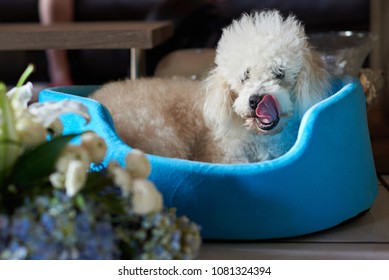 Poodle Lick His Nose Laying In Blue Bed. Funny Dog Licking Nose