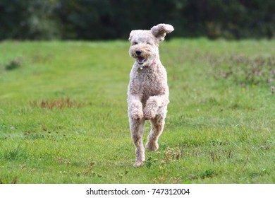 Poodle Mix Running