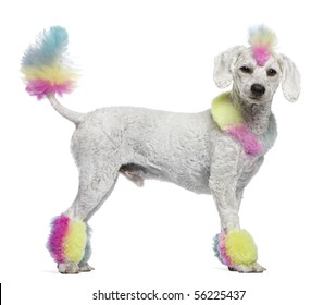 Poodle With Multi-colored Hair And Mohawk, 12 Months Old, Standing In Front Of White Background