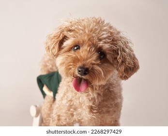 poodle on a beige background. curly dog in photo studio. Maltese, poodle
