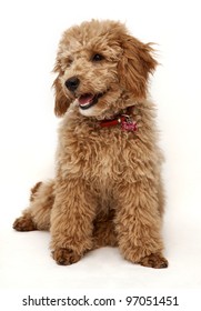 Poodle on White Background