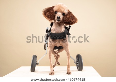 Poodle portrait in Beige background Stock photo © 