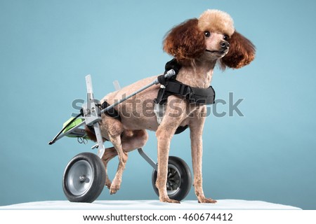 Poodle portrait in blue background Stock photo © 