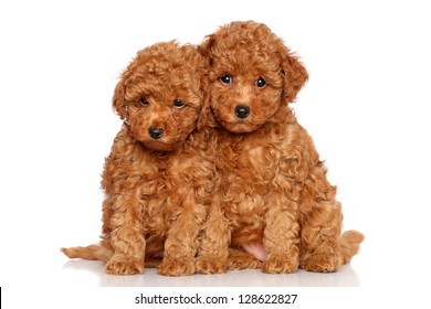 red teddy bear poodle for sale