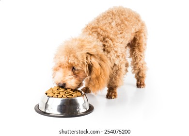 Poodle Puppy Eating Kibbles From A Bowl In White Background