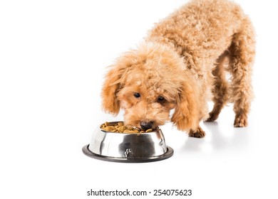 Poodle Puppy Eating Kibbles From A Bowl