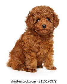 Poodle puppy looking at the camera on a white background