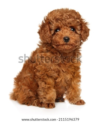 Poodle puppy looking at the camera on a white background