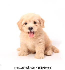Poodle Puppy on white background
